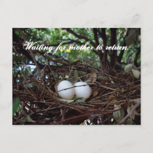 Lonely Birds Nest Briefkaart