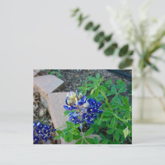 Lonely Bluebonnet Briefkaart (Staand voorkant)