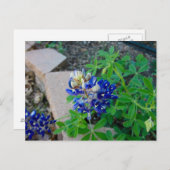 Lonely Bluebonnet Briefkaart (Voorkant / Achterkant)