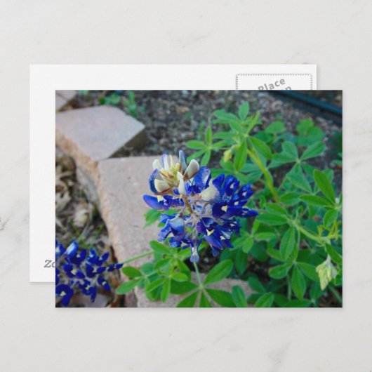 Lonely Bluebonnet Briefkaart (Voorkant / Achterkant)