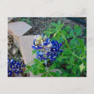 Lonely Bluebonnet Briefkaart