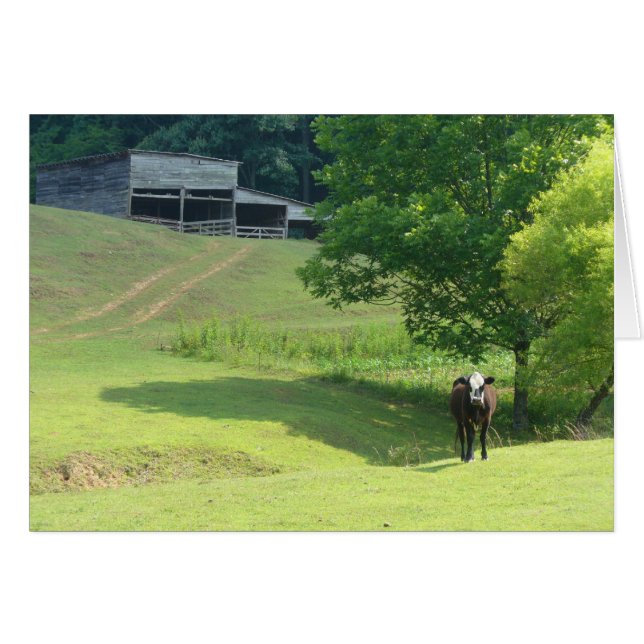 Lonely Calf (Voorkant Horizontaal)