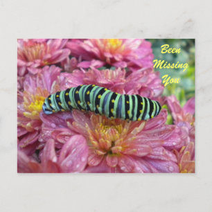 Lonely Caterpillar "missing you" briefkaart