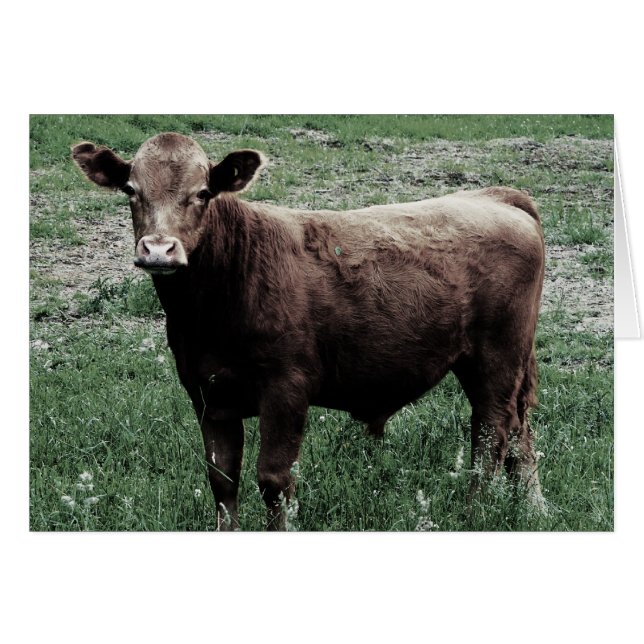 Lonely Cow (Voorkant Horizontaal)