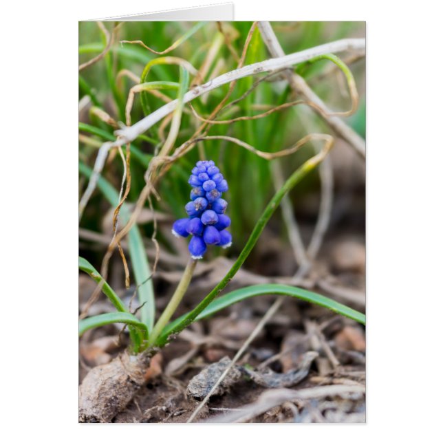 Lonely Grape Hyacinth (Voorkant)