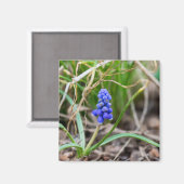 Lonely Grape Hyacinth Magneet (Voorkant / Achterkant)