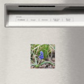 Lonely Grape Hyacinth Magneet (Insitu (Vaatwasser))