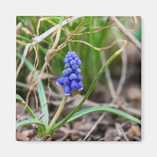 Lonely Grape Hyacinth Magneet (Voorkant)