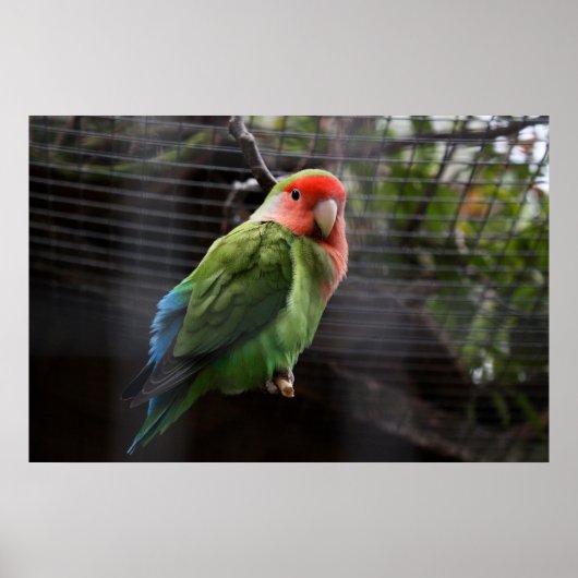 Lonely Lovebird Poster (Voorkant)