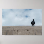 Lonely Pigeon by Dániel Oláh Poster (Voorkant)