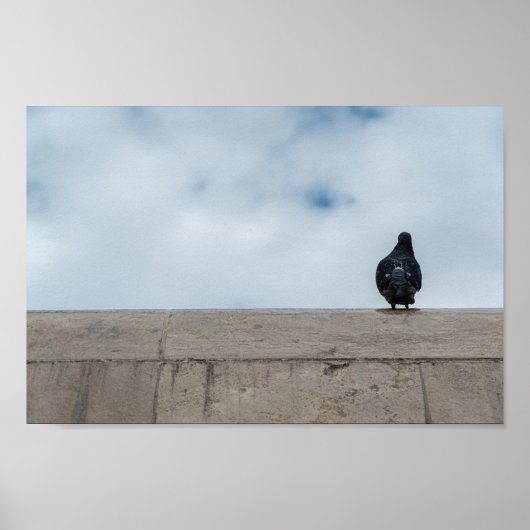Lonely Pigeon by Dániel Oláh Poster (Voorkant)