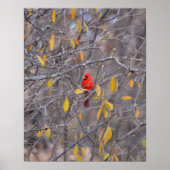 Lonely Red Cardinal beroemd gemaakt door Herfst Au Poster (Voorkant)