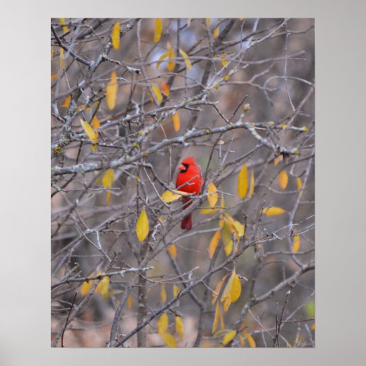 Lonely Red Cardinal beroemd gemaakt door Herfst Au Poster (Voorkant)