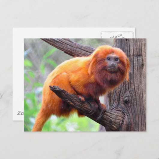 Lonely Red Leaf Monkey Briefkaart (Voorkant / Achterkant)