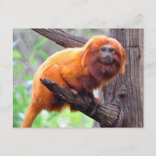 Lonely Red Leaf Monkey Briefkaart