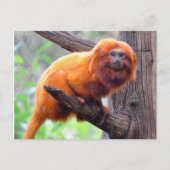 Lonely Red Leaf Monkey Briefkaart (Voorkant)