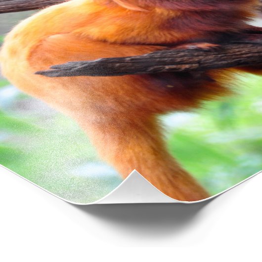 Lonely Red Leaf Monkey Foto Afdruk (Hoek)