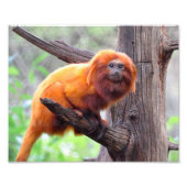 Lonely Red Leaf Monkey Foto Afdruk (Voorkant)