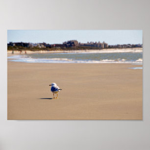 Lonely Seagull op Kiawah Island Beach Poster