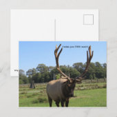 Lonesome Bull Elk briefkaart (Voorkant / Achterkant)