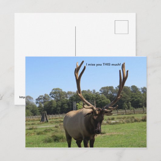 Lonesome Bull Elk briefkaart (Voorkant / Achterkant)