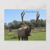 Lonesome Bull Elk briefkaart (Voorkant)