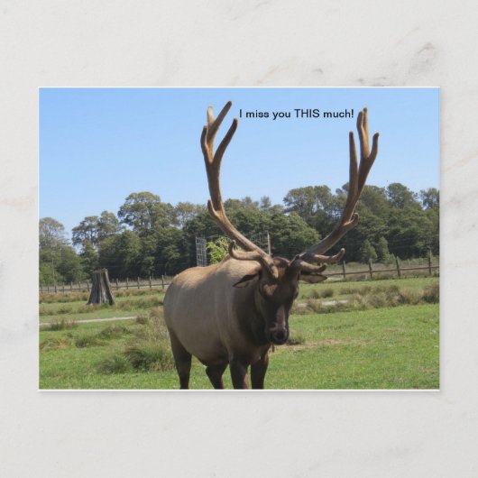 Lonesome Bull Elk briefkaart (Voorkant)