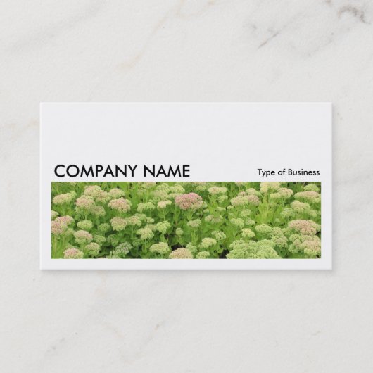 Long Afbeelding 0196 - Sedum (herfst Joy) Visitekaartje (Voorkant)