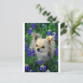 Long Coat Chihuahua in Blue Bonnets Briefkaart (Staand voorkant)