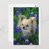 Long Coat Chihuahua in Blue Bonnets Briefkaart (Voorkant / Achterkant)