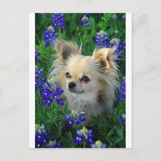 Long Coat Chihuahua in Blue Bonnets Briefkaart (Voorkant)