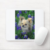 Long Coat Chihuahua in Blue Bonnets Muismat (Met muis)