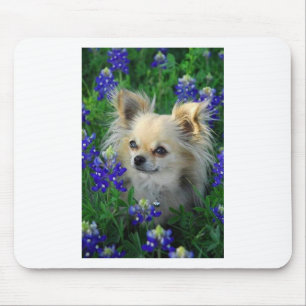 Long Coat Chihuahua in Blue Bonnets Muismat