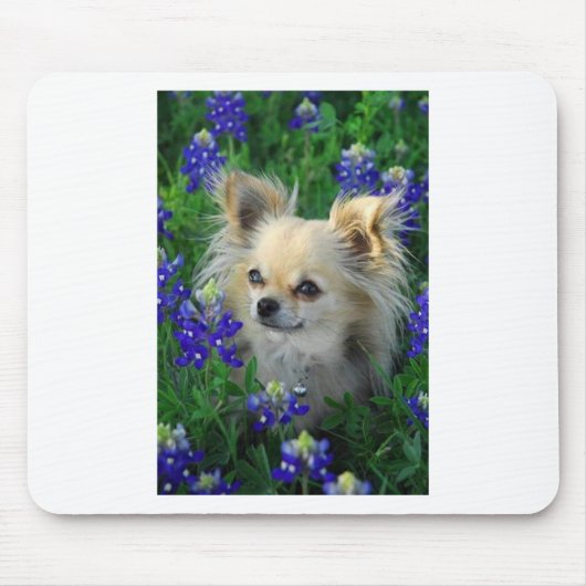 Long Coat Chihuahua in Blue Bonnets Muismat (Voorkant)