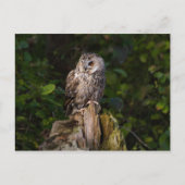 Long-eared Owl between leaves Briefkaart (Voorkant)