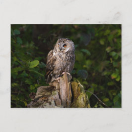 Long-eared Owl between leaves Briefkaart