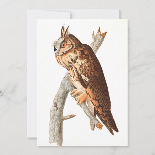 Long Eared Owl door John James Audubon Bedankkaart (Voorkant)