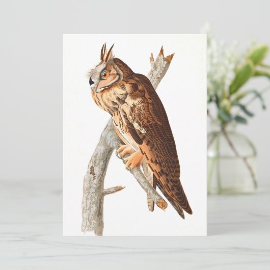 Long Eared Owl door John James Audubon Bedankkaart (Staand voorkant)