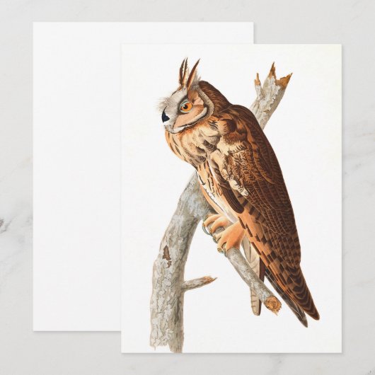 Long Eared Owl door John James Audubon Bedankkaart (Voorkant / Achterkant)