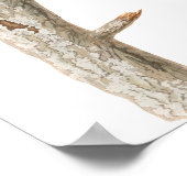 Long Eared Owl door John James Audubon Poster (Hoek)