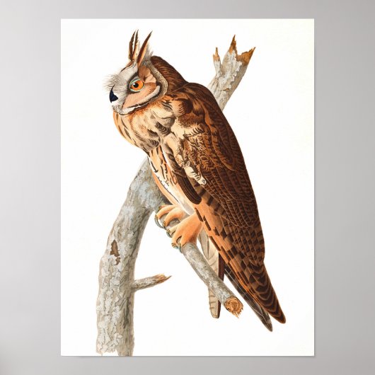Long Eared Owl door John James Audubon Poster (Voorkant)