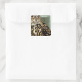 Long Eared Owl Stickers (Tas)