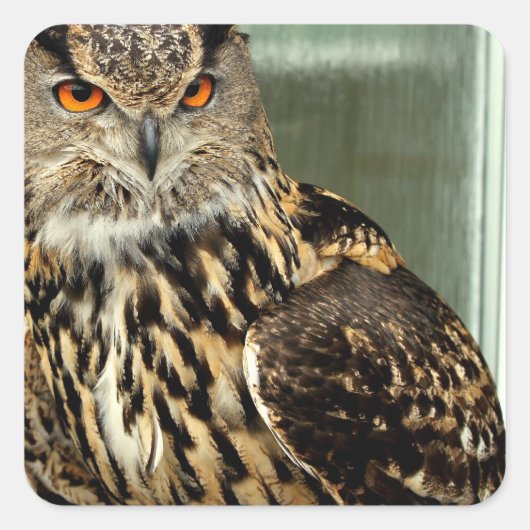 Long Eared Owl Stickers (Voorkant)