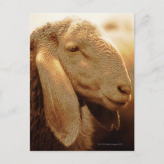 Long Eared Sheep Dolomites, Italië Briefkaart (Voorkant)