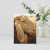 Long Eared Sheep Dolomites, Italië Briefkaart (Staand voorkant)