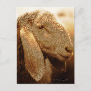 Long Eared Sheep Dolomites, Italië Briefkaart