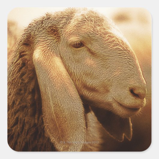 Long Eared Sheep Dolomites, Italië Vierkante Sticker (Voorkant)