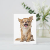 Long Hair Chihuahua Puppy Dog Greeting Post Card Briefkaart (Staand voorkant)