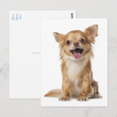 Long Hair Chihuahua Puppy Dog Greeting Post Card Briefkaart (Voorkant / Achterkant)