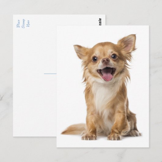 Long Hair Chihuahua Puppy Dog Greeting Post Card Briefkaart (Voorkant / Achterkant)